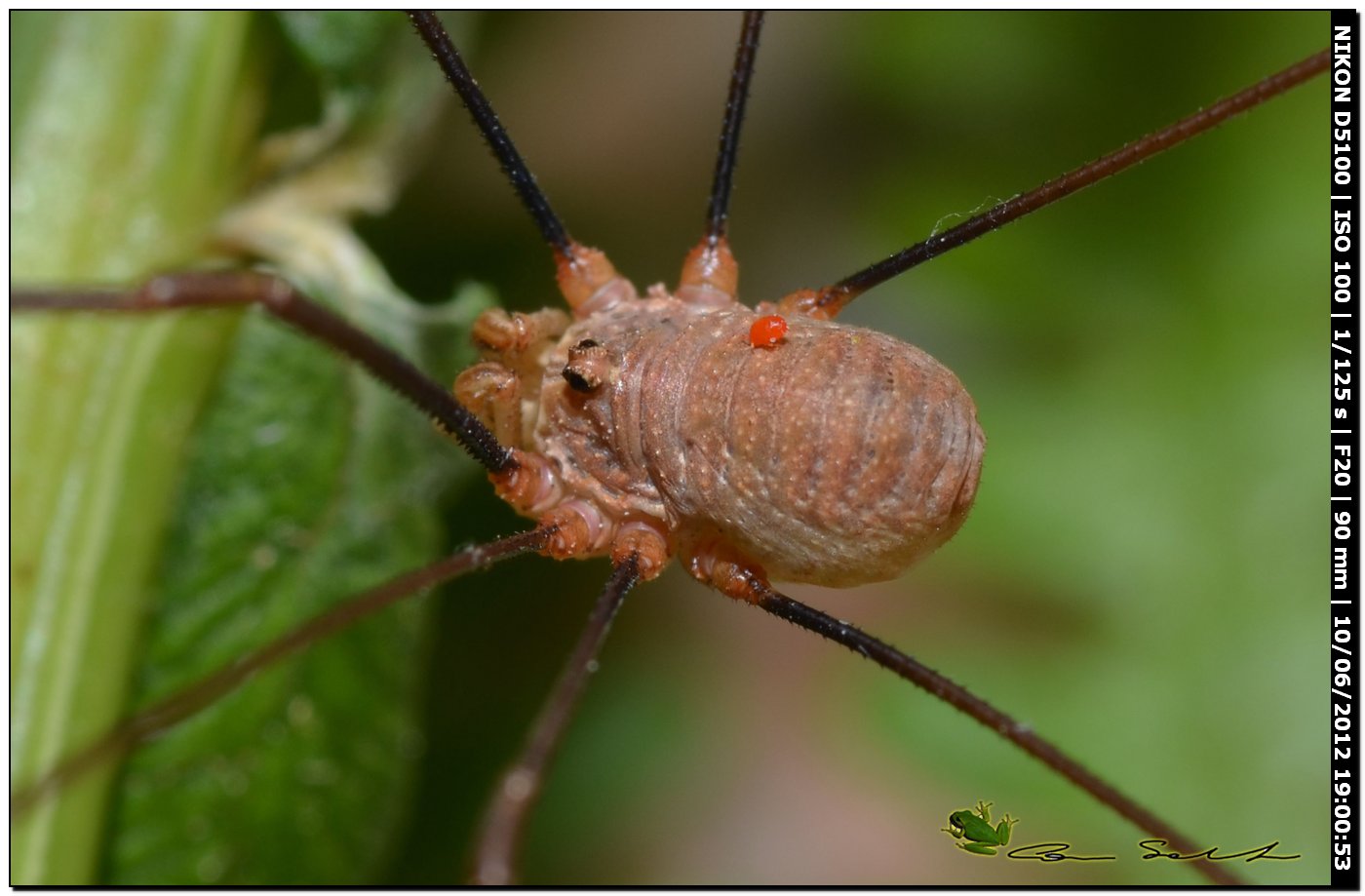 Dasylobus argentatus da Villanova Monteleone No 156